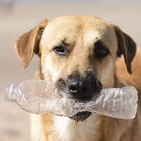 Environmentally Friendly Pets