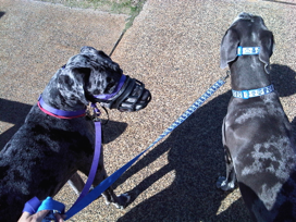 Muzzled dog with head halter