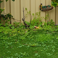 Lawn Weeds