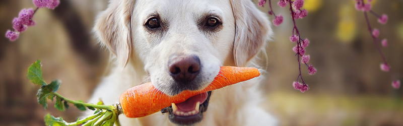 Dog Holding Carrot in mouth